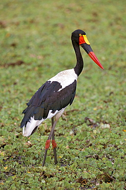 Female saddlebilled stork (Ephippiorhynchus senegalensis), Kruger Park, South Africa, Africa