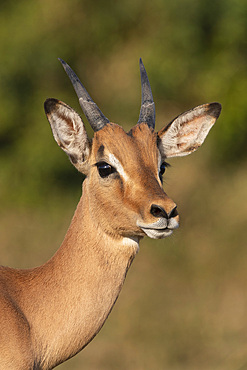 Impala, Aepyceros melampus, sub-adult male, iMfolozi game reserve, KwaZulu-Natal, South Africa