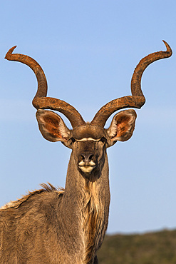 Greater kudu, Tragelaphus strepsiceros,  Addo Elephant national park, Eastern Cape, South Africa