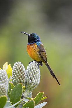 Orangebreasted sunbird, Anthobaphes violacea,  Kirstenbosch National Botanical Garden, Cape Town, South Africa