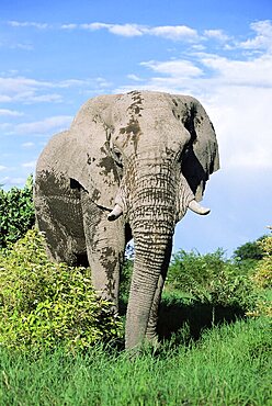 Bull African elephant, Loxodonta africana, Etosha National Park, Namibia, Africa