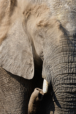 African elephant bull, Loxodonta africana, dusting, Khwai conservancy, Botswana, Southern Africa,