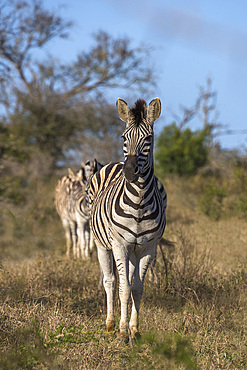 Plains zebra, Equus quagga,  iMfolozi game reserve, KwaZulu-Natal, South Africa