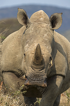 White rhino, Ceratotherium simum, with redbilled oxpeckers, iMfolozi game reserve, KwaZulu-Natal, South Africa