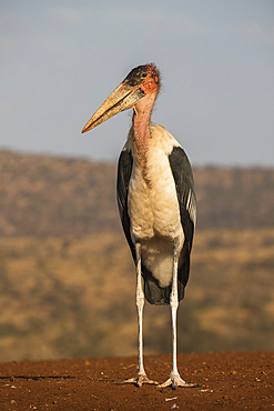 Marabou (Leptoptilos crumenifer), Zimanga private game reserve, KwaZulu-Natal, South Africa, Africa