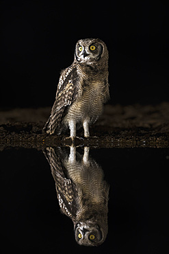 Spotted eagle owl (Bubo africanus) at night, Zimanga private game reserve, KwaZulu-Natal, South Africa,, Africa