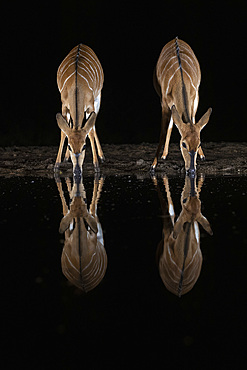 Nyala (Tragelaphus angasii) at water at night, Zimanga private game reserve, KwaZulu-Natal, South Africa, Africa