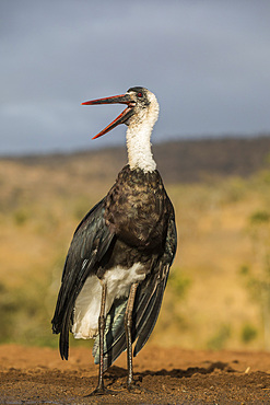 Woolly-necked stork (Ciconia episcopus), Zimanga private game reserve, KwaZulu-Natal, South Africa, Africa