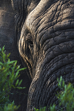 Elephant (Loxodonta africana), Zimanga private game reserve, KwaZulu-Natal, South Africa, Africa