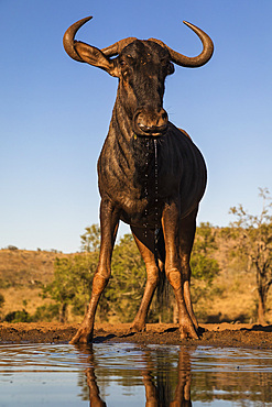 Common wildebeest (Connochaetes taurinus) at water, Zimanga game reserve, KwaZulu-Natal, South Africa, Africa