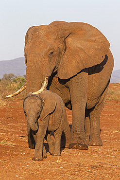 African elephant (Loxodonta africana) and calf, Zimanga game reserve, KwaZulu-Natal, South Africa, Africa