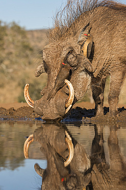 Warthog (Phacochoerus africanus) drinking, with redbilled oxpeckers, Zimanga game reserve, KwaZulu-Natal, South Africa, Africa