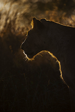 Lioness (Panthera leo), Zimanga private game reserve, KwaZulu-Natal, South Africa, Africa