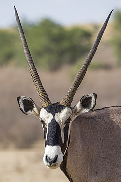 Gemsbok (Oryx gazella), Kgalagadi Transfrontier Park, South Africa, Africa