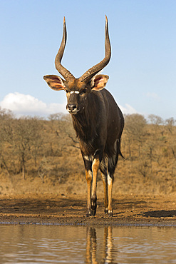 Nyala (Tragelaphus angasii) male at water, Zimanga private game reserve, KwaZulu-Natal, South Africa, Africa