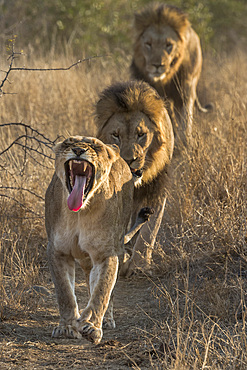 Lion (Panthera leo) pride on the move, Zimanga private game reserve, KwaZulu-Natal, South Africa, Africa