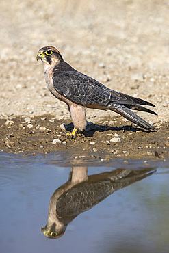 Lanner falcon (Falco biarmicus) at water, Kgalagadi Transfrontier Park, South Africa, Africa