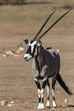 Gemsbok (Oryx gazella), Kgalagadi Transfrontier Park, South Africa, Africa