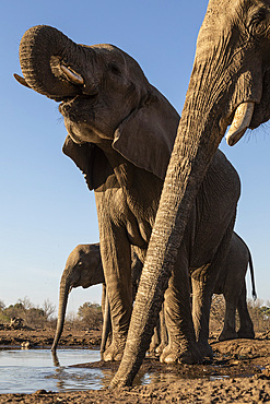 Elephants (Loxodonta africana) at water, Mashatu Game Reserve, Botswana, Africa