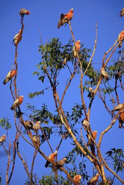 Galahs, Cacatua roseicapilla, Batchelor, Northern Territory, Australia, Pacific