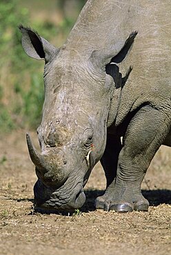 White rhinoceros (rhino), Ceratotherium simum, with redbilled oxpecker, Buphagus erythrorhynchus, Itala Game Reserve, KwaZulu-Natal, South Africa, Africa