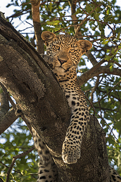 Leopard (Panthera pardus), Elephant Plains, Sabi Sand Game Reserve, South Africa, Africa