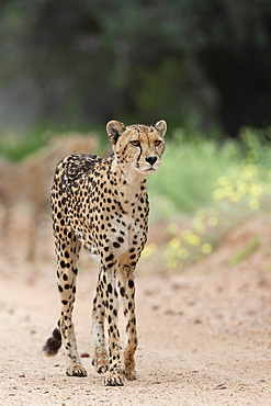 Cheetah (Acinonyx jubatus) female, Kgalagadi Transfrontier Park, Northern Cape, South Africa, Africa