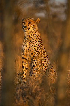 Cheetah (Acinonyx jubatus). Zimanga private game reserve, KwaZulu-Natal, South Africa, Africa