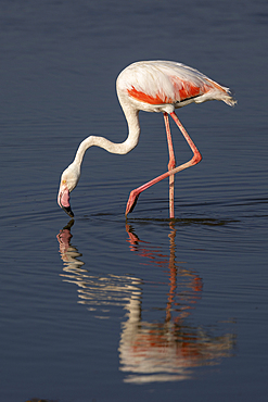 Greater flamingo (Phoeniconaias roseus), Amboseli National Park, Kenya, East Africa, Africa