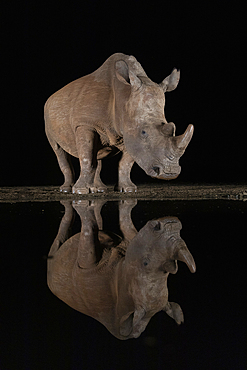 White rhino (Ceratotherium simum) at night, Zimanga Game Reserve, KwaZulu-Natal, South Africa, Africa