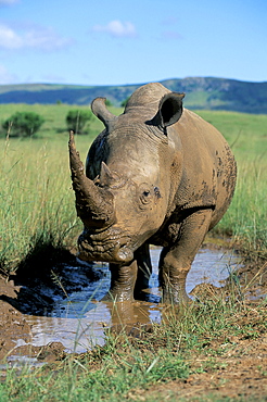 White rhino (Ceratotherium simum) cooling off, Itala Game Reserve, South Africa, Africa