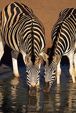 Two Burchell's zebra (Equus burchelli) drinking, Mkhuze Game Reserve, South Africa, Africa