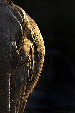 Elephant (Loxodonta africana), Chobe national park, Botswana