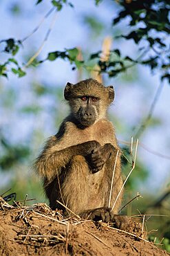 Young Chacma baboon, Papio cynocephalus, Kruger National Park, South Africa, Africa