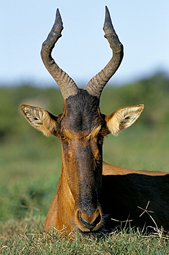 Red hartebeest (Alcelaphus buselaphus), Addo National Park, South Africa, Africa