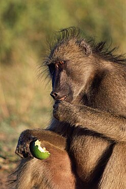 Chacma baboon, Paplo cynocephalus ursinus, eating fruit, Kruger National Park, South Africa, Africa