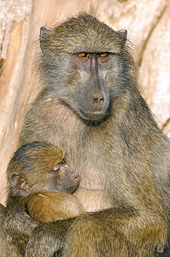 Chacma baboon (Papio cynocephalus) nursing infant, Kruger National Park, South Africa, Africa