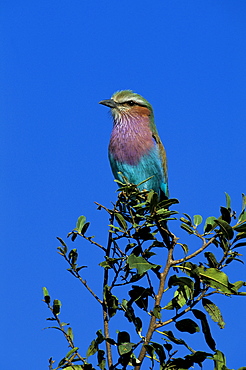 Lilac-breasted roller (Coracias caudata), Kruger National Park, South Africa, Africa