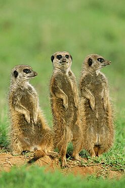 Three meerkats (suricates), Suricata suricatta, Addo National Park, South Africa, Africa