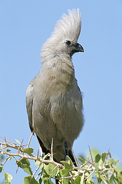 Grey lourie (Corythaixoides concolor), Etosha National Park, Namibia, Africa