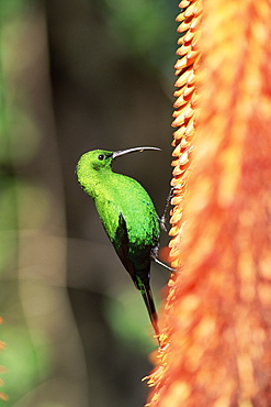 Malachite sunbird (Nectarinia famosa), Eastern Cape, South Africa, Africa