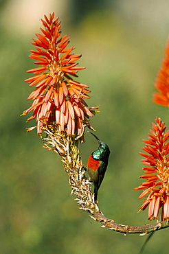 Greater doublecollared sunbird (Nectarinia afra), Giant's Castle, South Africa, Africa