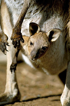 Eastern grey kangaroo (Macropus giganteus) joey in pouch, New South Wales, Australia, Pacific