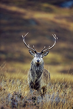 Red deer stag (Cervus elaphus) in autumn, Glen Strathfarrar, Inverness-shire, Highland Region, Scotland, United Kingdom, Europe