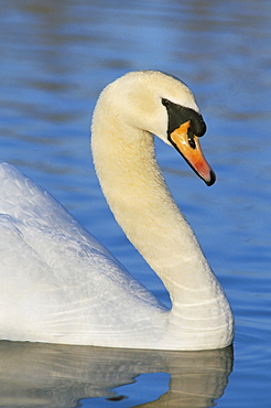 Mute swan (Cygnus olor), Martin Mere WWT, Lancashire, England, United Kingdom, Europe