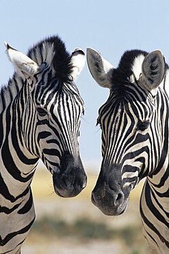 Two Burchell's zebra, Equus burchelli, Etosha National Park, Namibia, Africa