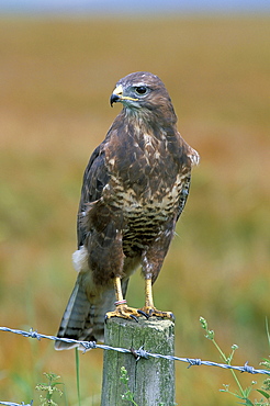 Captive buzzard (Buteo buteo), United Kingdom, Europe