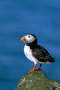 Puffin (Fratercula arctica), Skomer Island, Pembrokeshire, Wales, United Kingdom, Europe