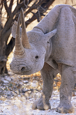 Black rhinoceros (Diceros bicornis), Etosha, Namibia, Africa