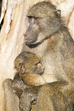 Chacma baboon (Papio cynocephalus) with young, Kruger National Park, South Africa, Africa